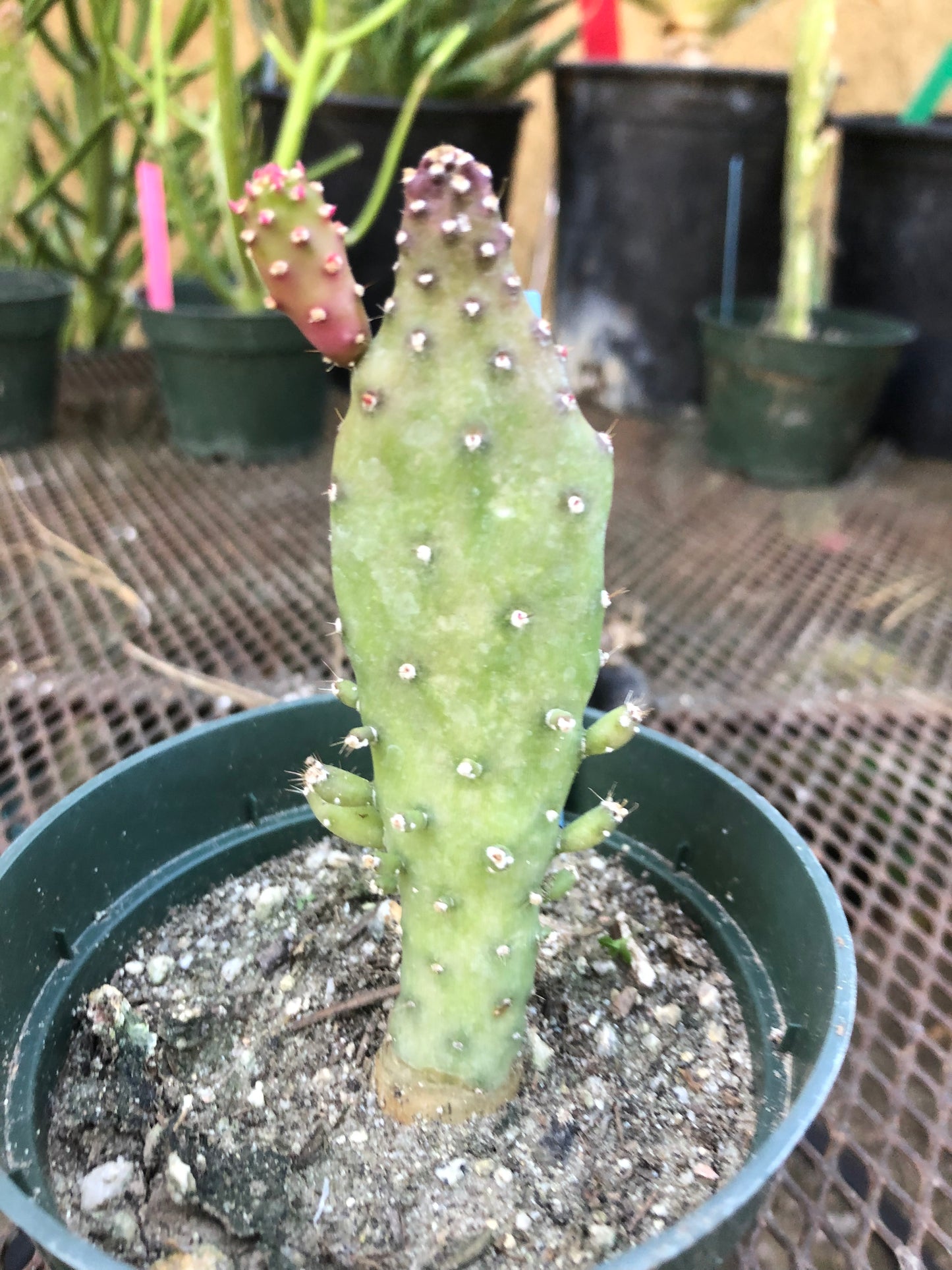 Opuntia monacantha  "Joseph's Coat" Cactus 4"Tall 1.5"Wide #54B