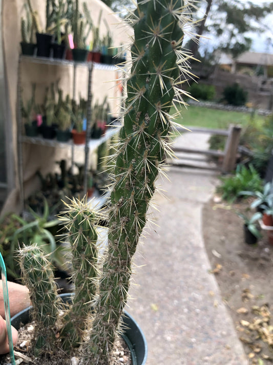 Cylindropuntia imbricata Buckhorn Cholla 9.5”T #91G*