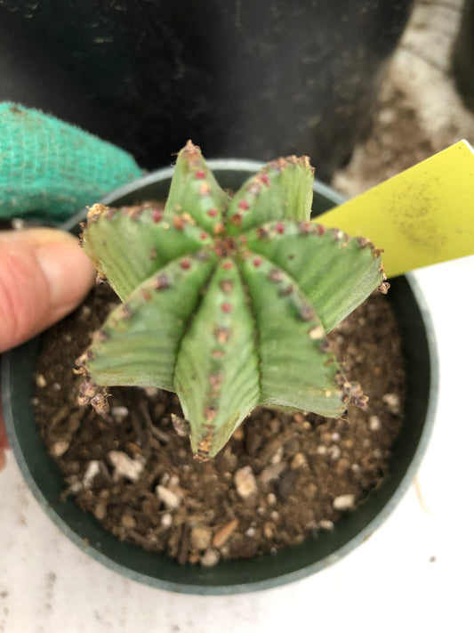 Euphorbia anoplia Green Tanzanian Zipper 4"Tall #5Y