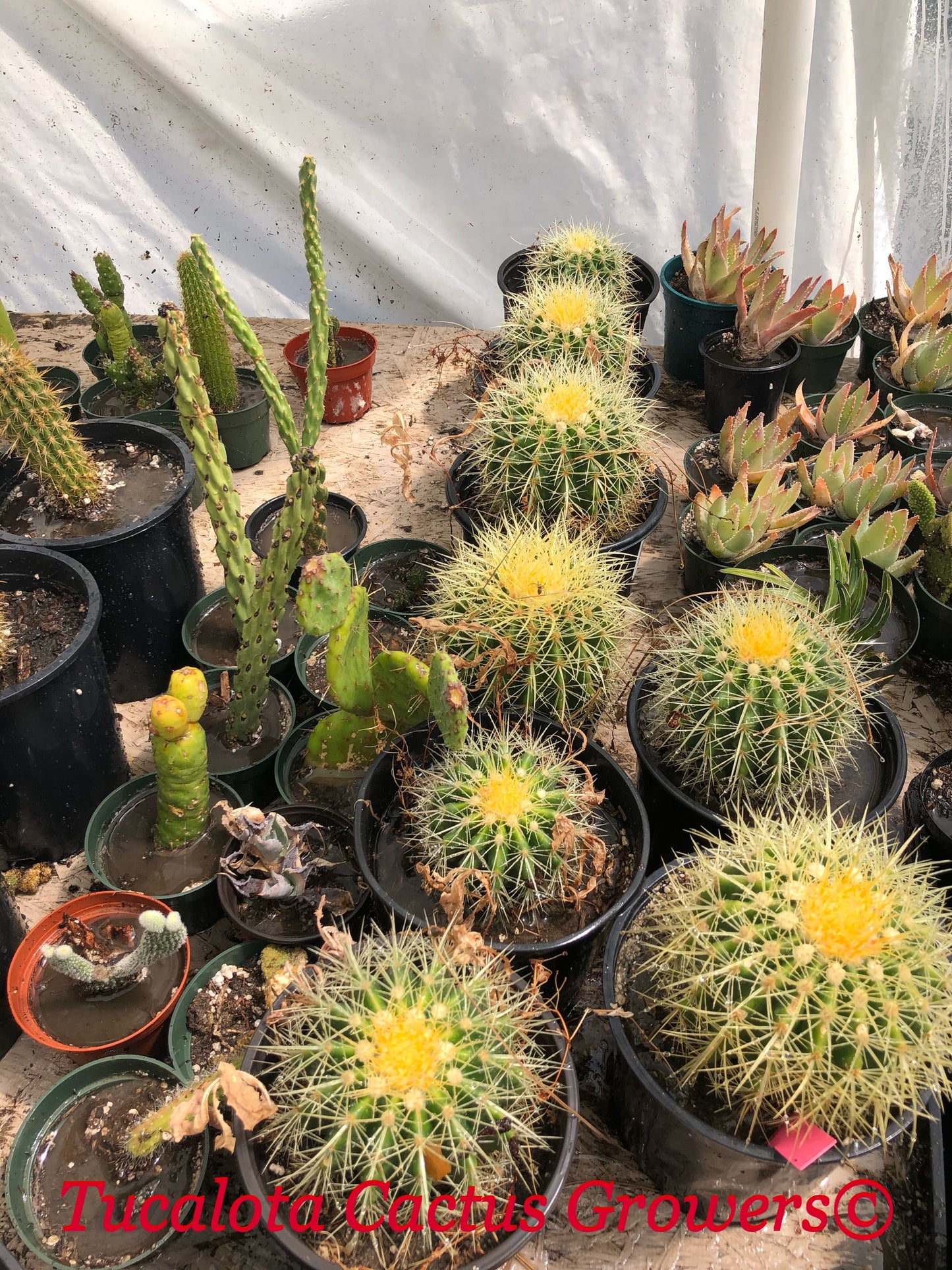 Echinocactus grusonii Golden Barrel 5"Wide