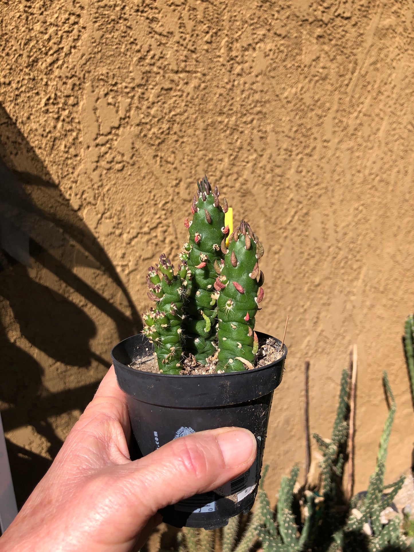 Austrocylindropuntia Cactus Gumbi Mini Eve's Needle 3.5"Tall #7Y