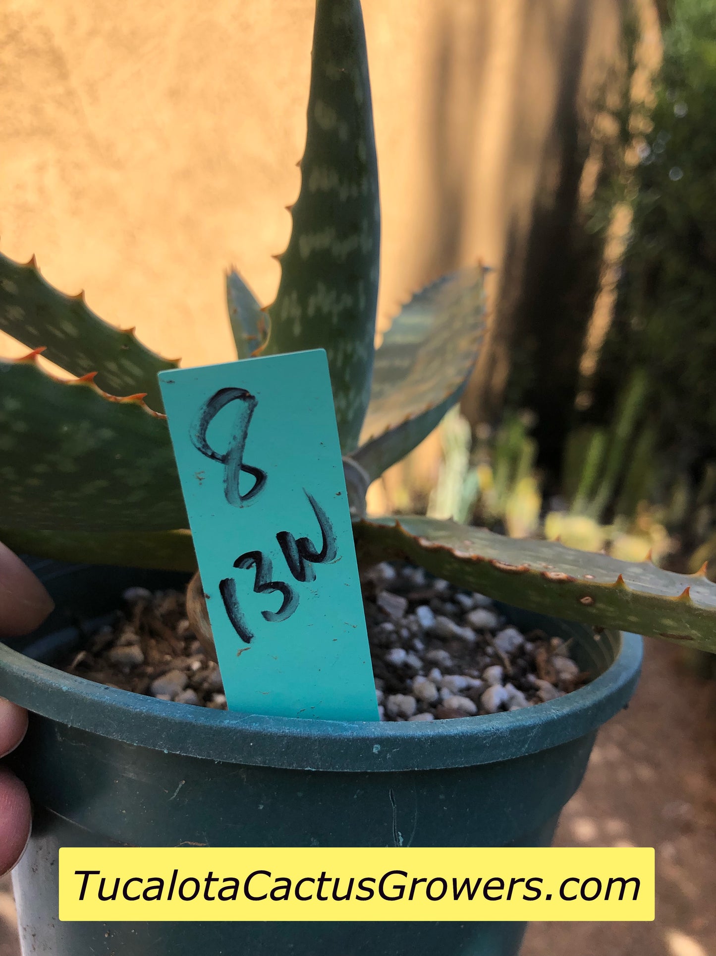 Aloe swynnertonii 13"Wide #8B