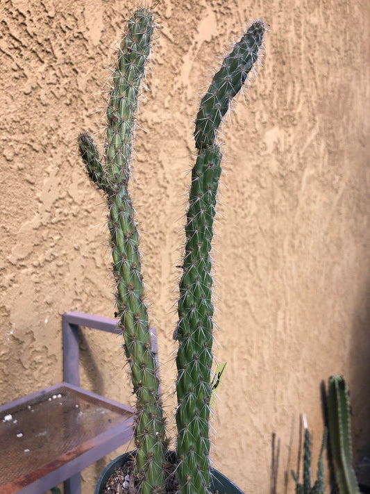 Cylindropuntia imbricata Buckhorn Cholla 11”Tall #68Y