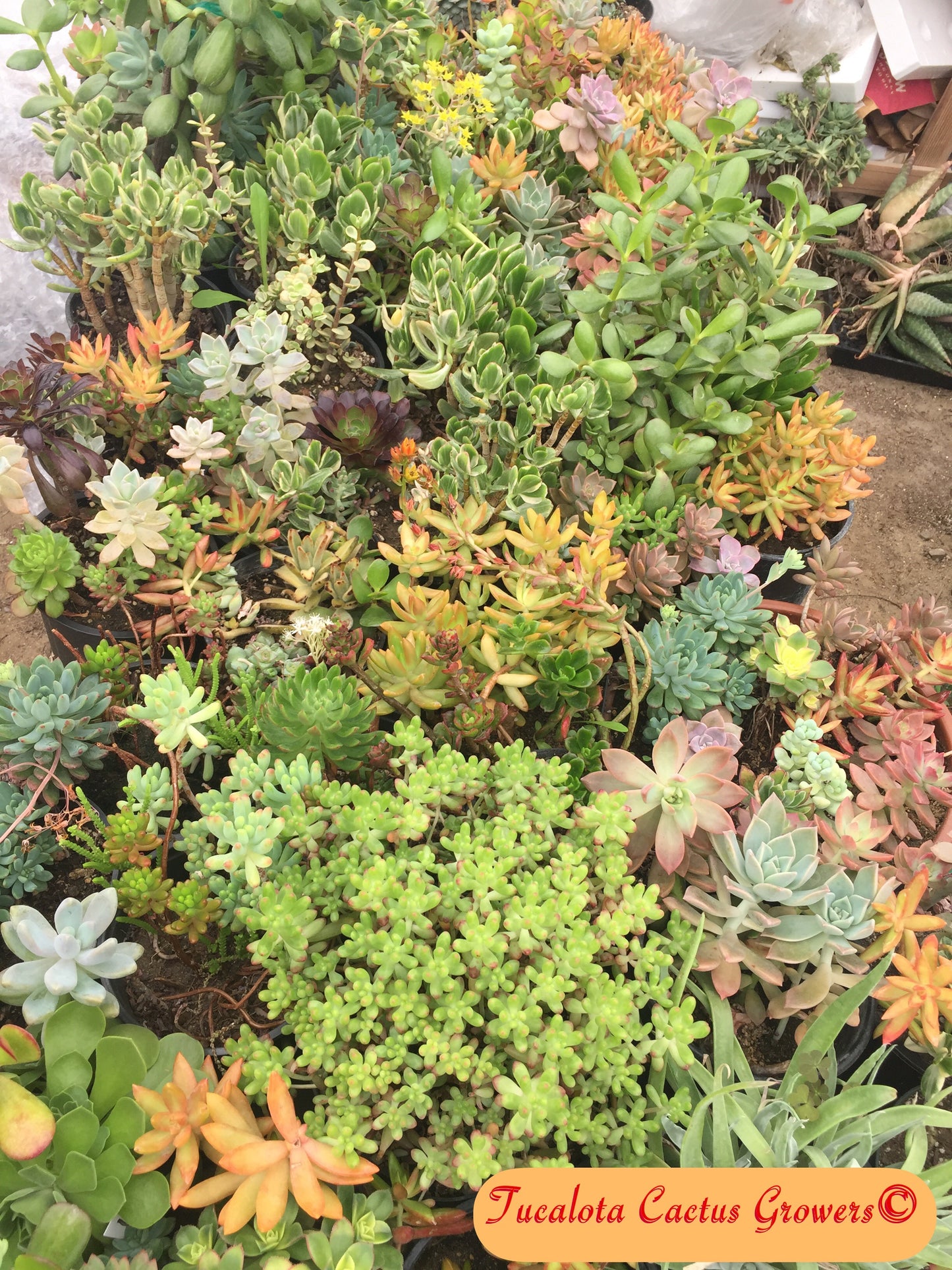 Assorted Succulent Cuttings/Clippings (60)  3"-5"Tall Variety Extras Colorful