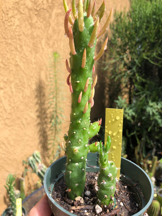 Austrocylindropuntia Mini Eve's Needle 6"T #1Y