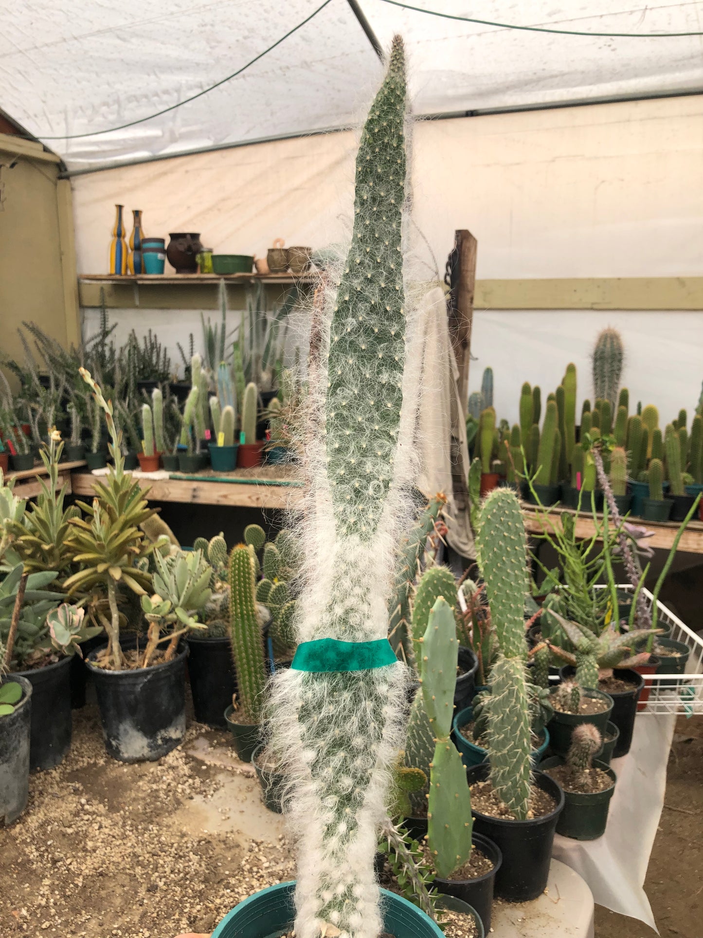 Opuntia erinacea ursine Snow Ponytail Cactus 19”Tall #19W
