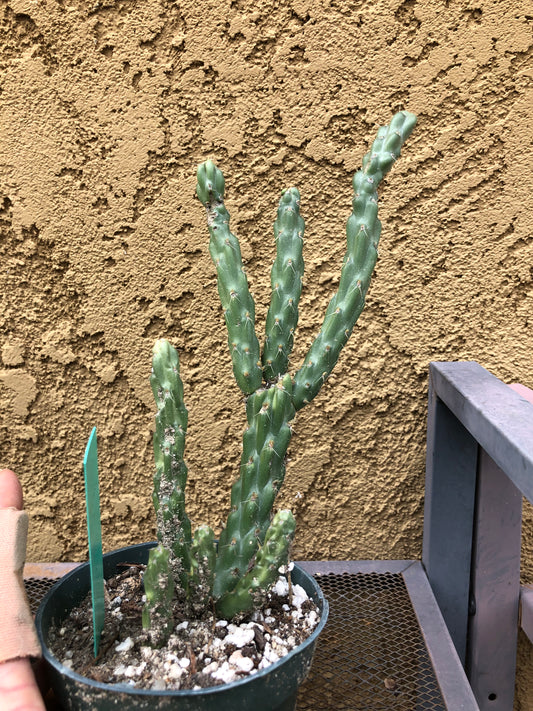 Cylindropuntia imbricata Buckhorn Cholla 8.5”Tall #67G