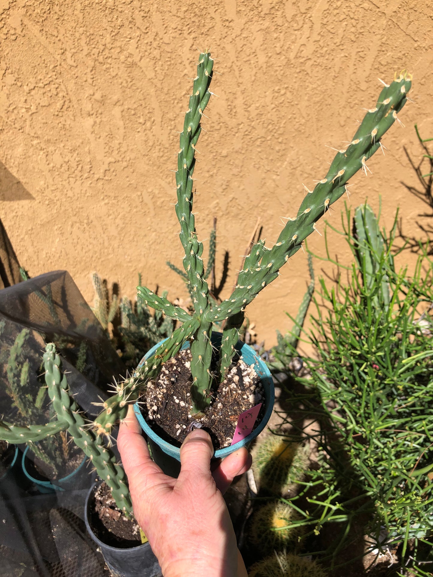 Cholla Cylindropuntia Imbricata  Buckhorn 14”Tall #14P