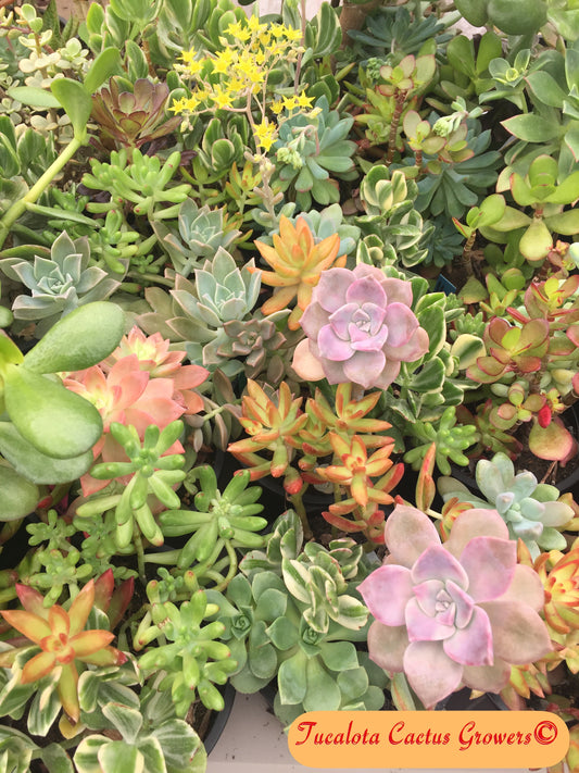 Assorted Succulent Clippings (25)  3"-5"T