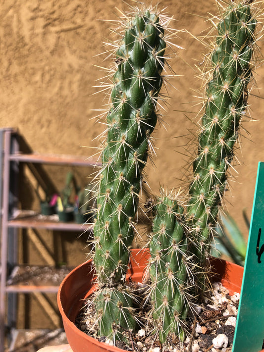 Cylindropuntia imbricata Buckhorn Cholla 6”Tall #1G