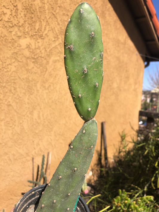 Opuntia canterae elata Ground Crawler 10.5"Tall #26G