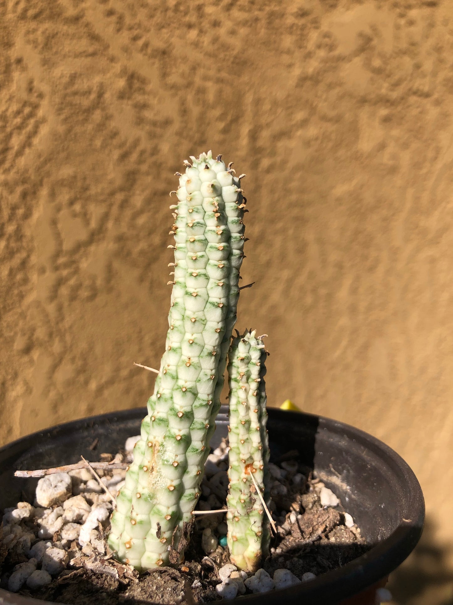 Euphorbia mammillaria variegata Corn Cob 4"T #7Y