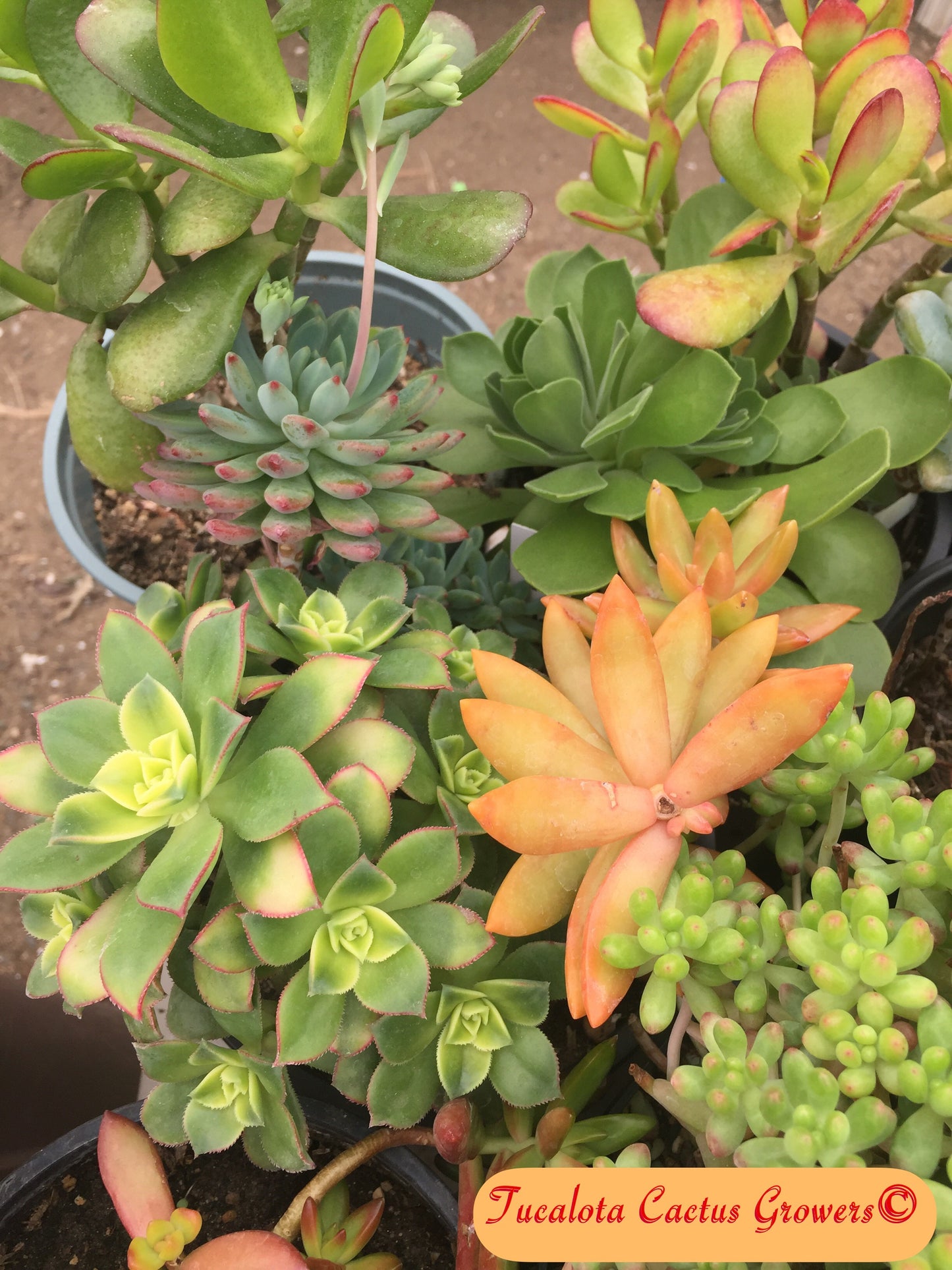 Assorted Succulent Clippings (20)  3"-5"T