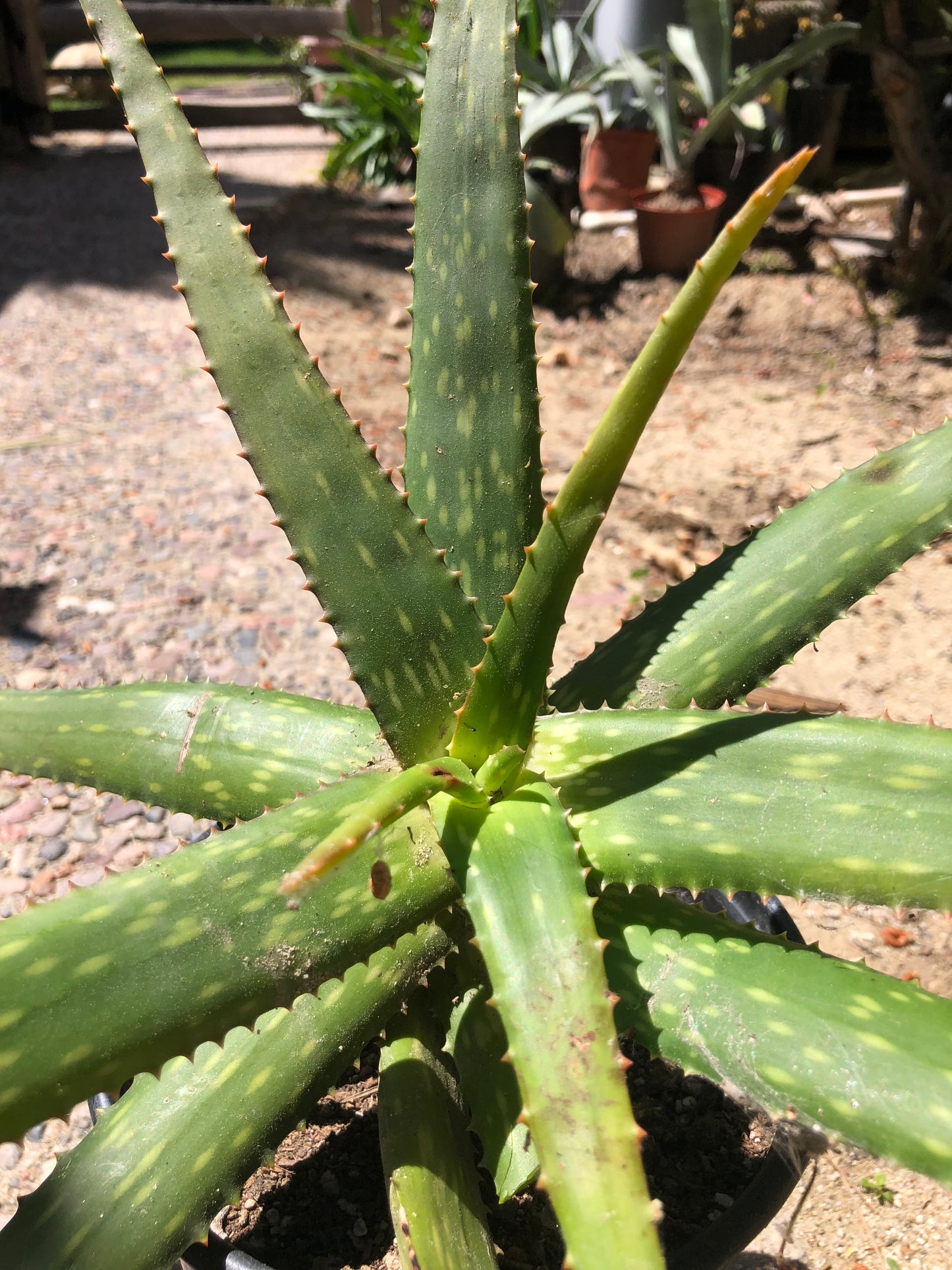 Aloe dorotheae 14" Tall 18" Wide #1W
