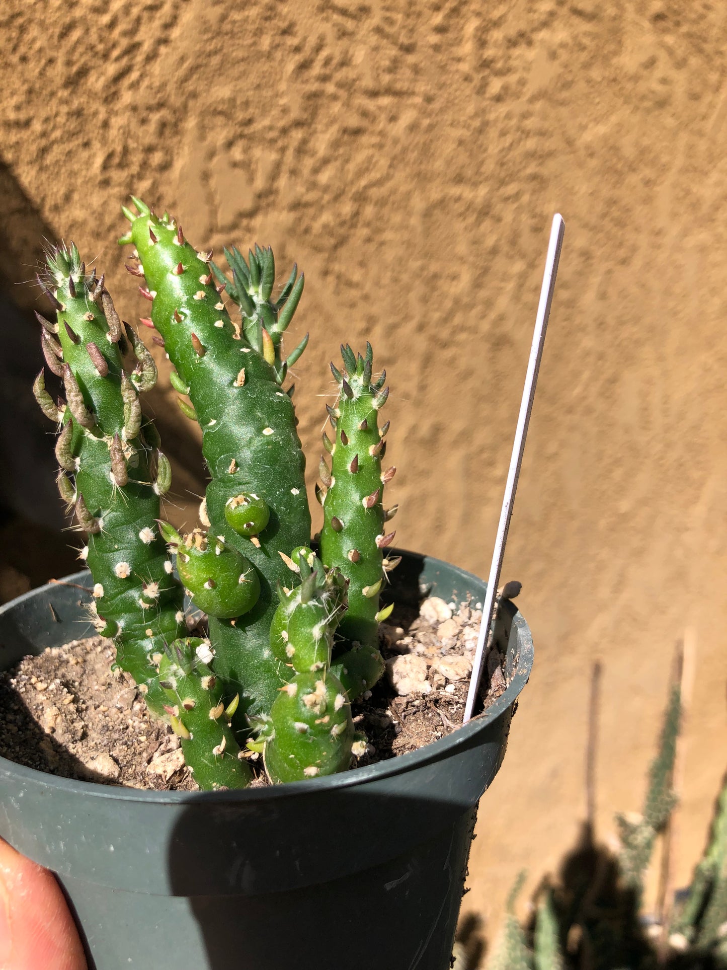 Austrocylindropuntia Cactus Gumbi Mini Eve's Needle 4"T #18W