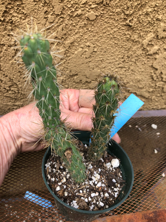 Cylindropuntia imbricata Buckhorn Cholla 6”Tall #63B