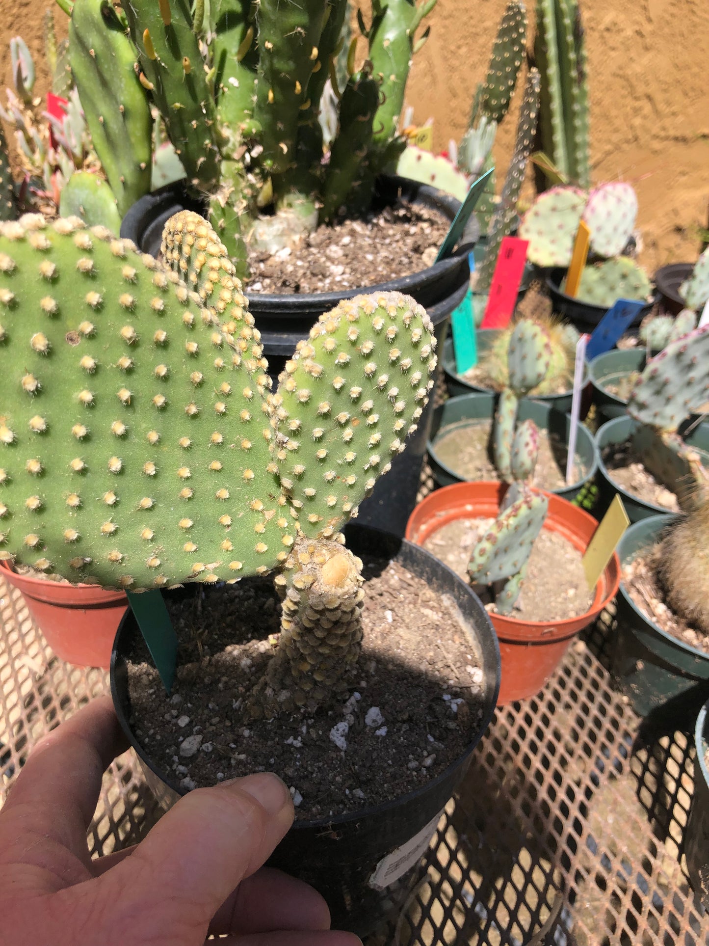 Opuntia microdasys Off White Bunny 7"Tall #701G