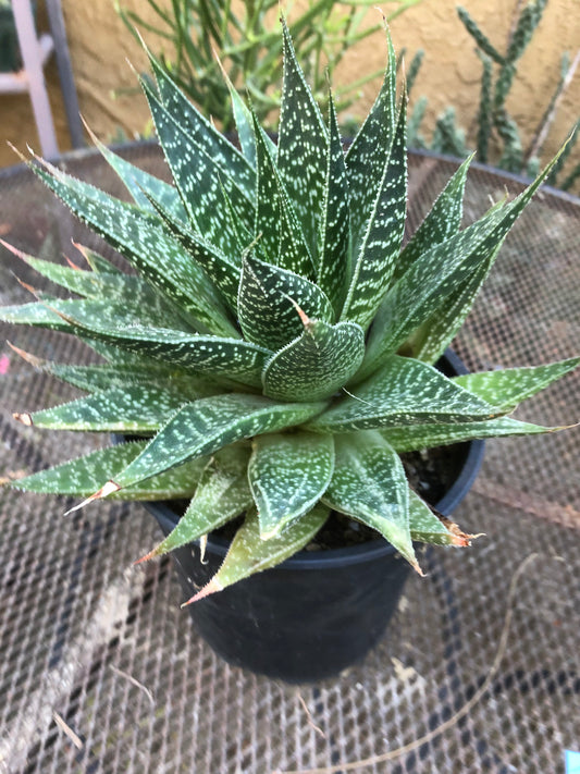 Guinea-fowl aloe Extra Large Aristaloe aristata 9”Wide 7”Tall #71B