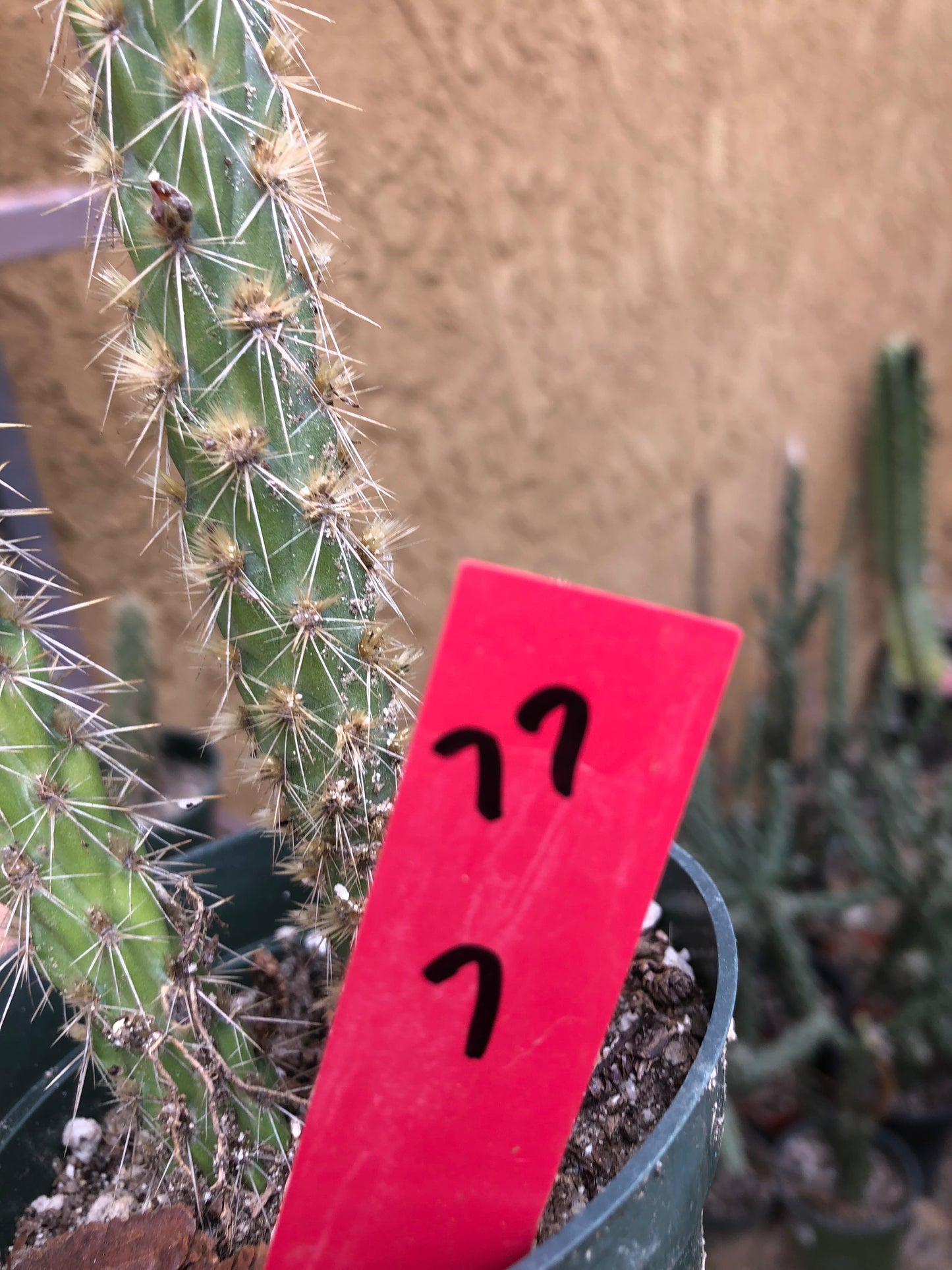 Cylindropuntia imbricata Buckhorn Cholla 7”Tall #77R