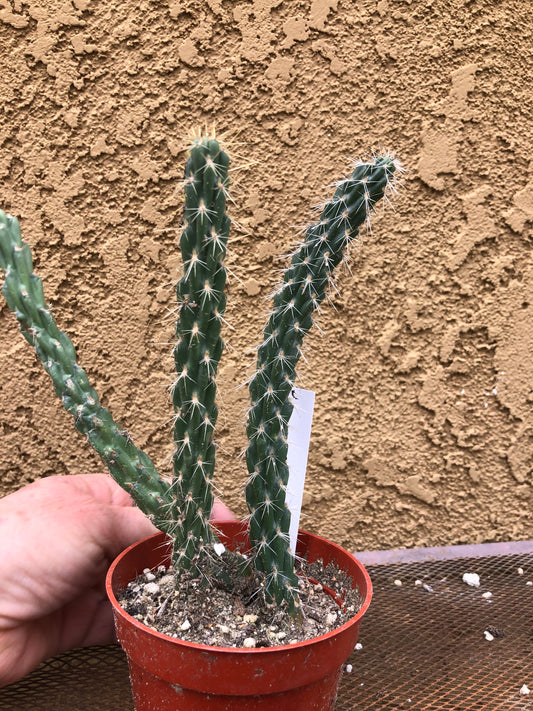 Cylindropuntia imbricata Buckhorn Cholla 7”Tall #305W