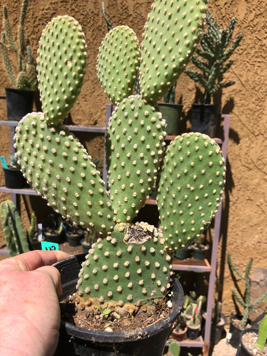 Opuntia microdasys Off White Bunny 12"Tall #127G