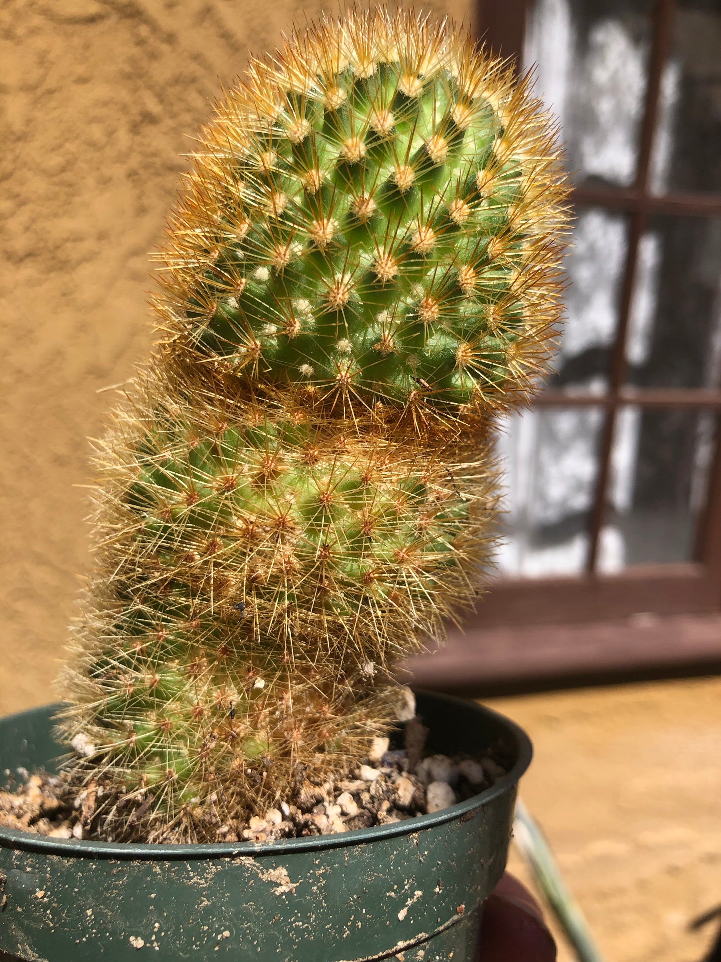 Mammillaria pilcayensis Bristle Brush Cactus 4" Tall #4W