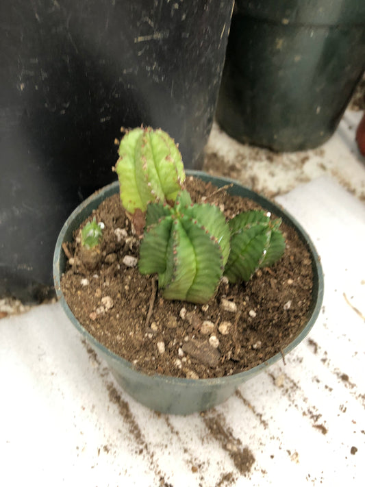 Euphorbia anoplia Green Tanzanian Zipper 2"Tall #2R