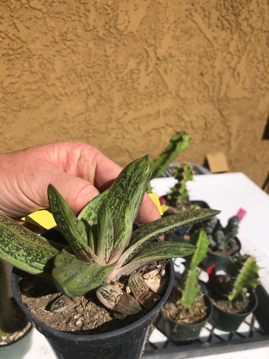 Gasteria Succulent Little Warty 4”Wide #Y