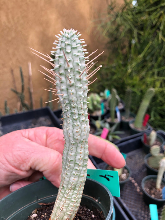 Euphorbia mammillarias variegata Corn Cob 6"Tall #6G