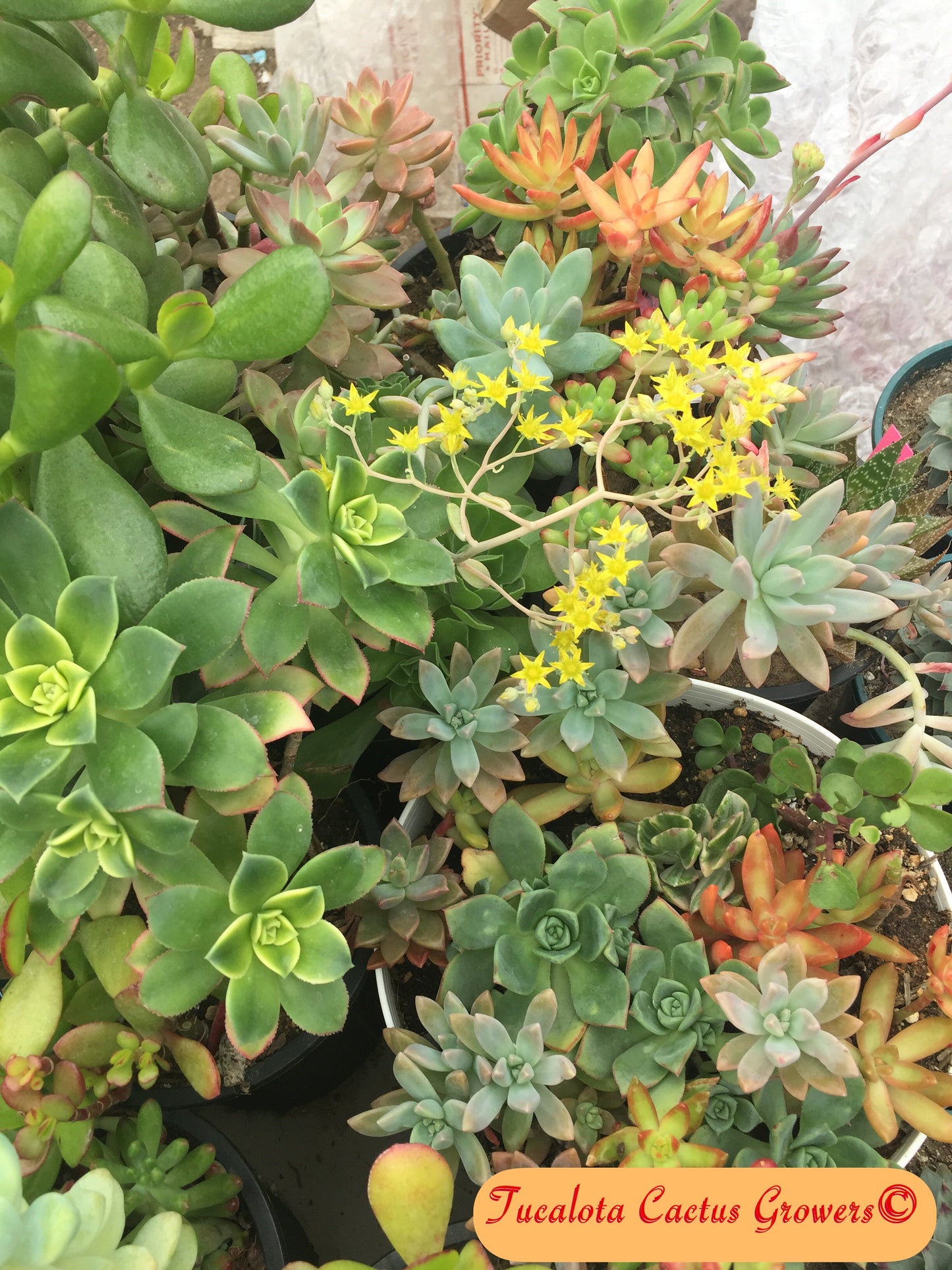Assorted Succulent Clippings (15)  3"-5"T