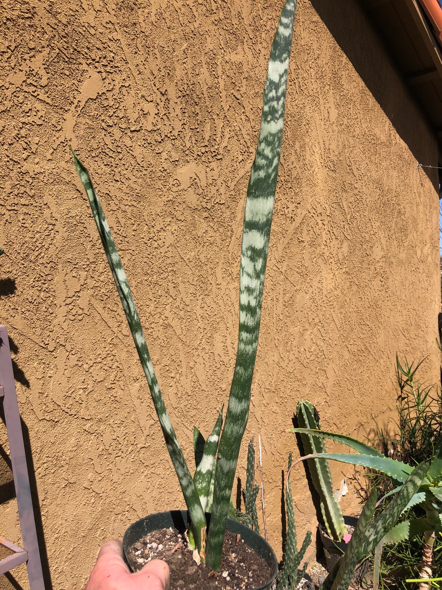 Sansevieria Mother in Law Tongue/Snake Plant 24” Tall #24Y