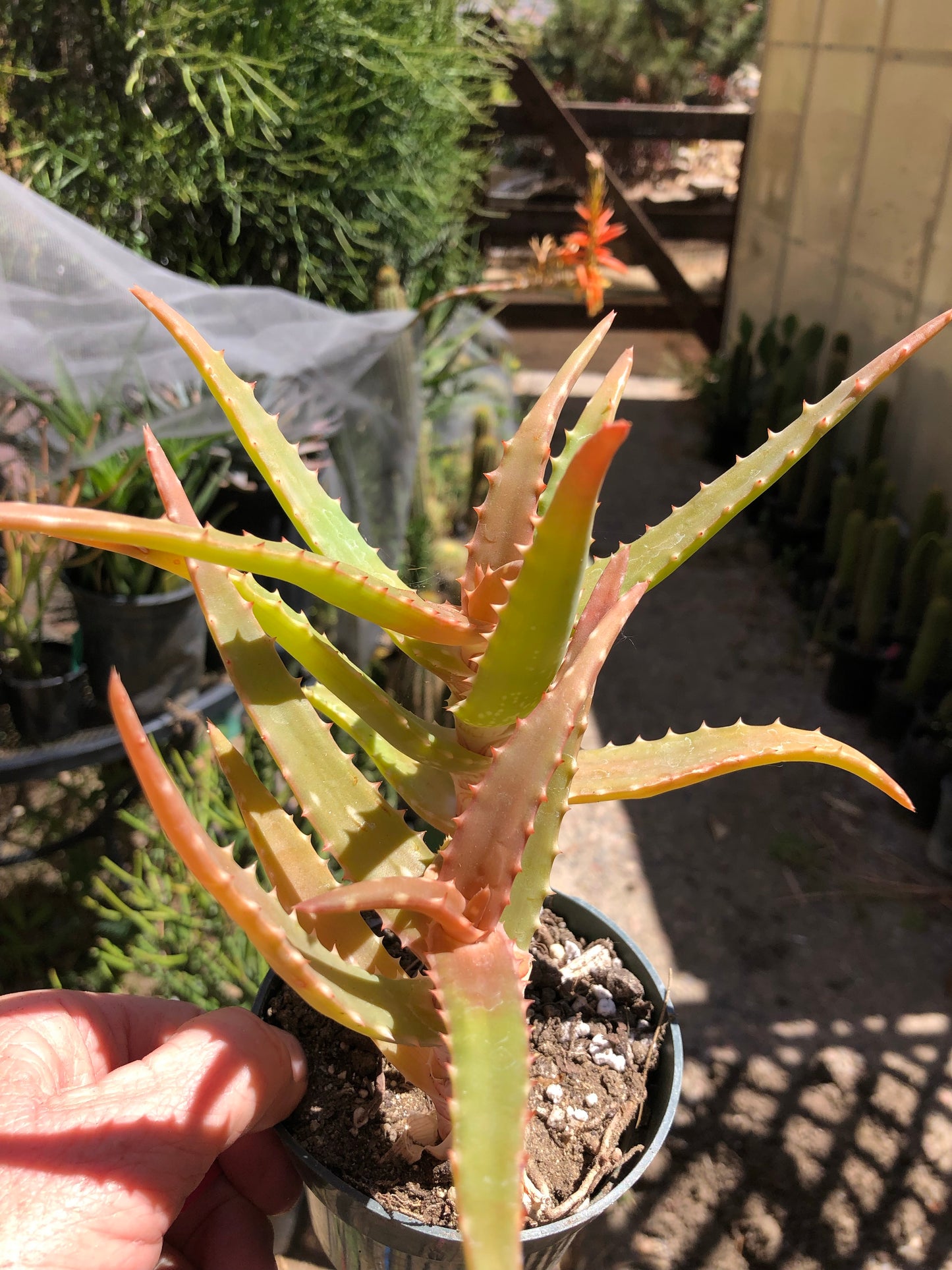 Aloe congolensis Congo Hybrid 7”T 6"W #3R