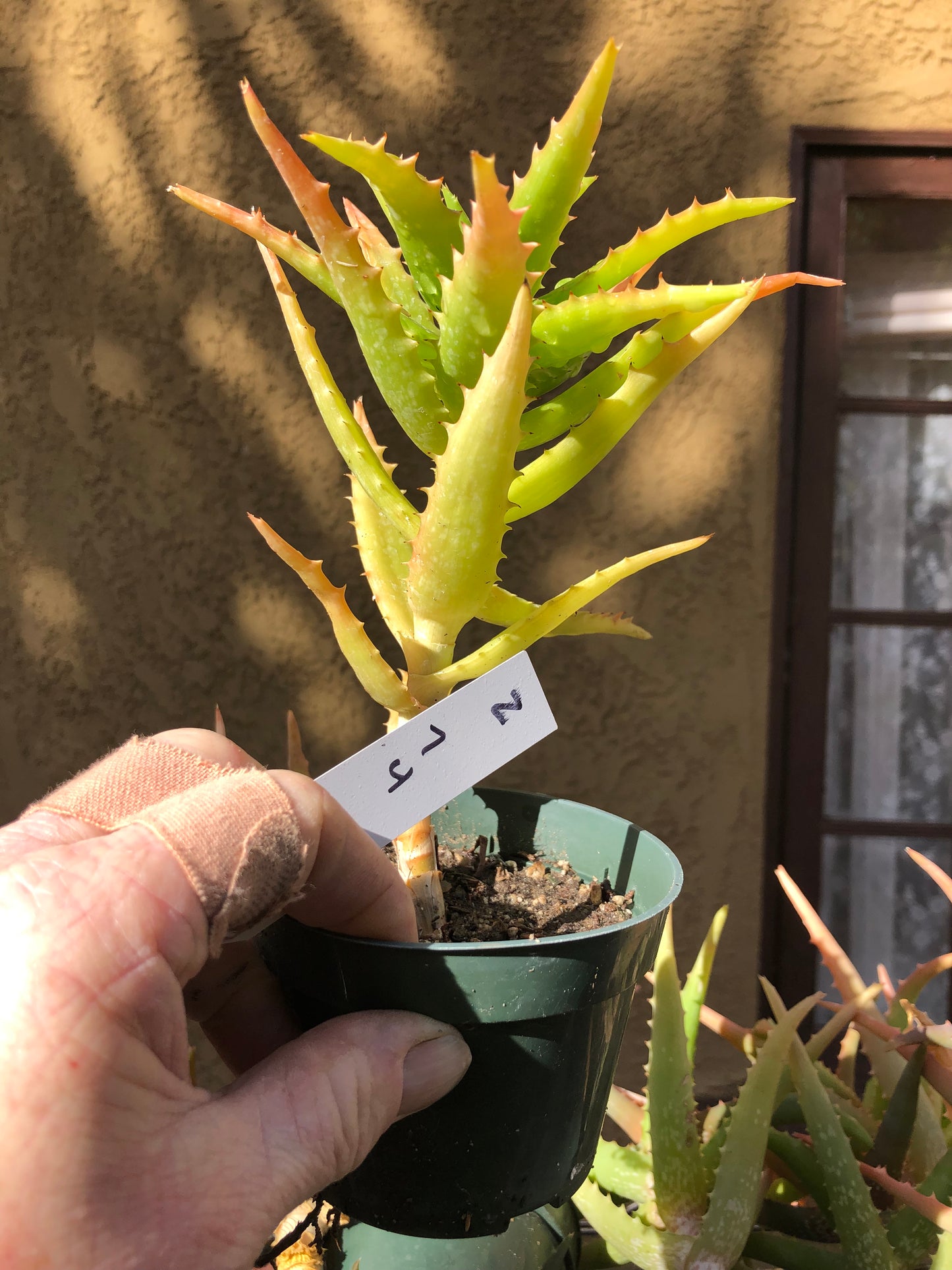 Aloe congolensis Congo Aloe Succulent 7”Tall 4"Wide #2W