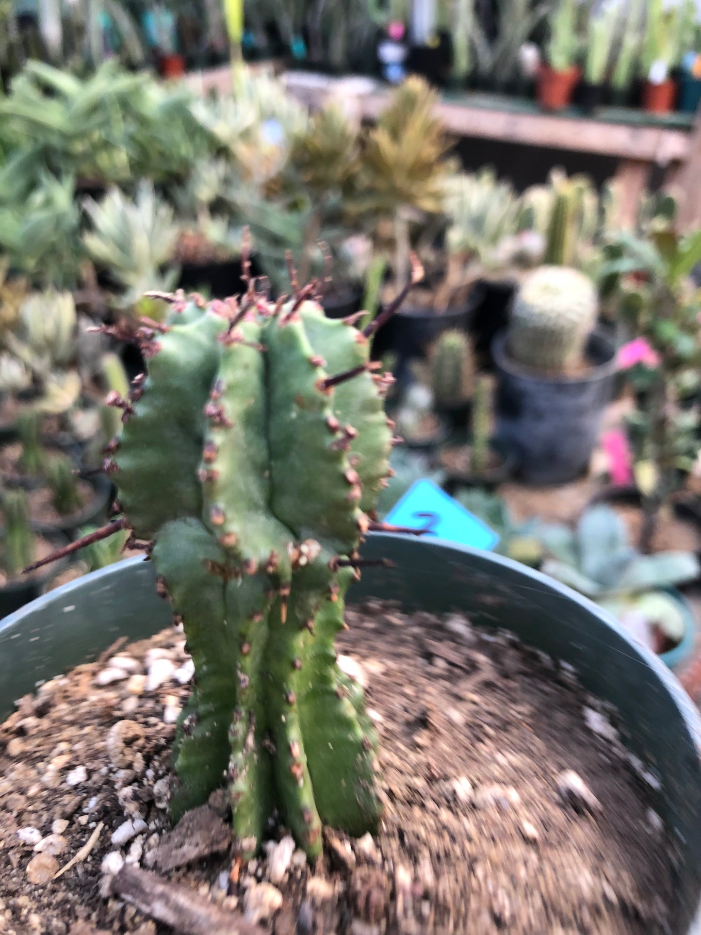 Euphorbia anoplia Green Tanzanian Zipper 2.5"Tall  #2B