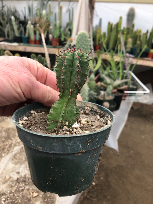 Euphorbia anoplia Green Tanzanian Zipper 3"Tall #4R