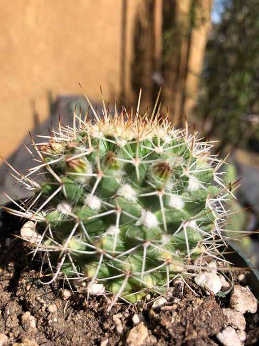 Mammillaria nejapensis Silver Arrows 2” Wide #24Y