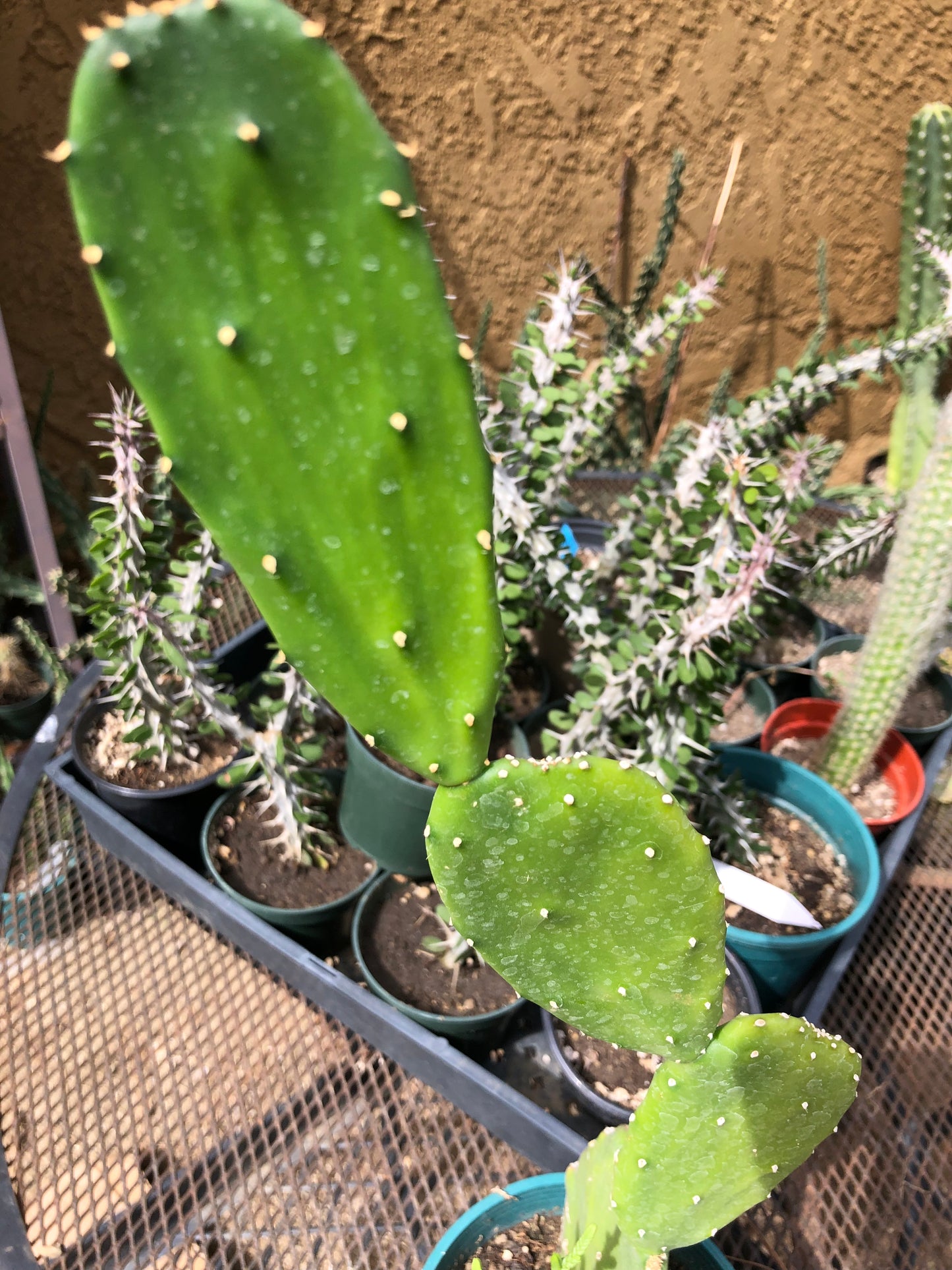 Opuntia Emerald wave Cactus 18”Tall #18G