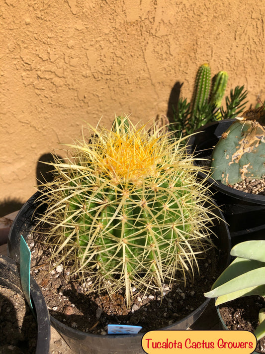 Echinocactus grusonii Golden Barrel 5"Wide #2B