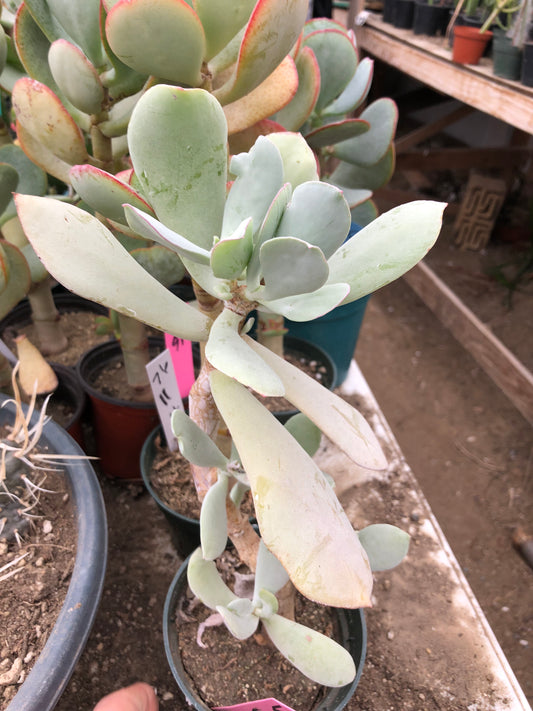 Cotyledon Silver Waves Succulent 10.5"Tall #6P