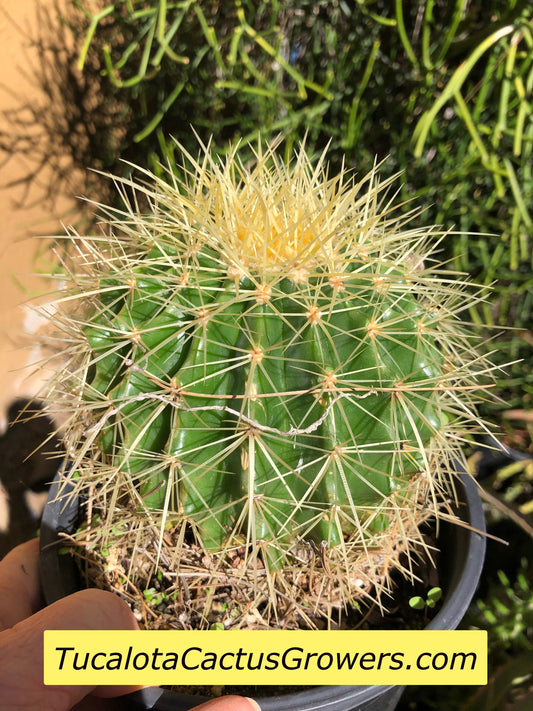 Echinocactus grusonii Golden Barrel 5"Wide #7G