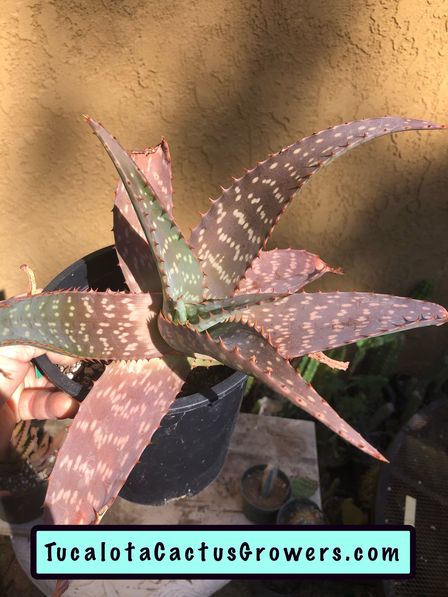 Aloe swynnertonii 12"W 7"T#1G