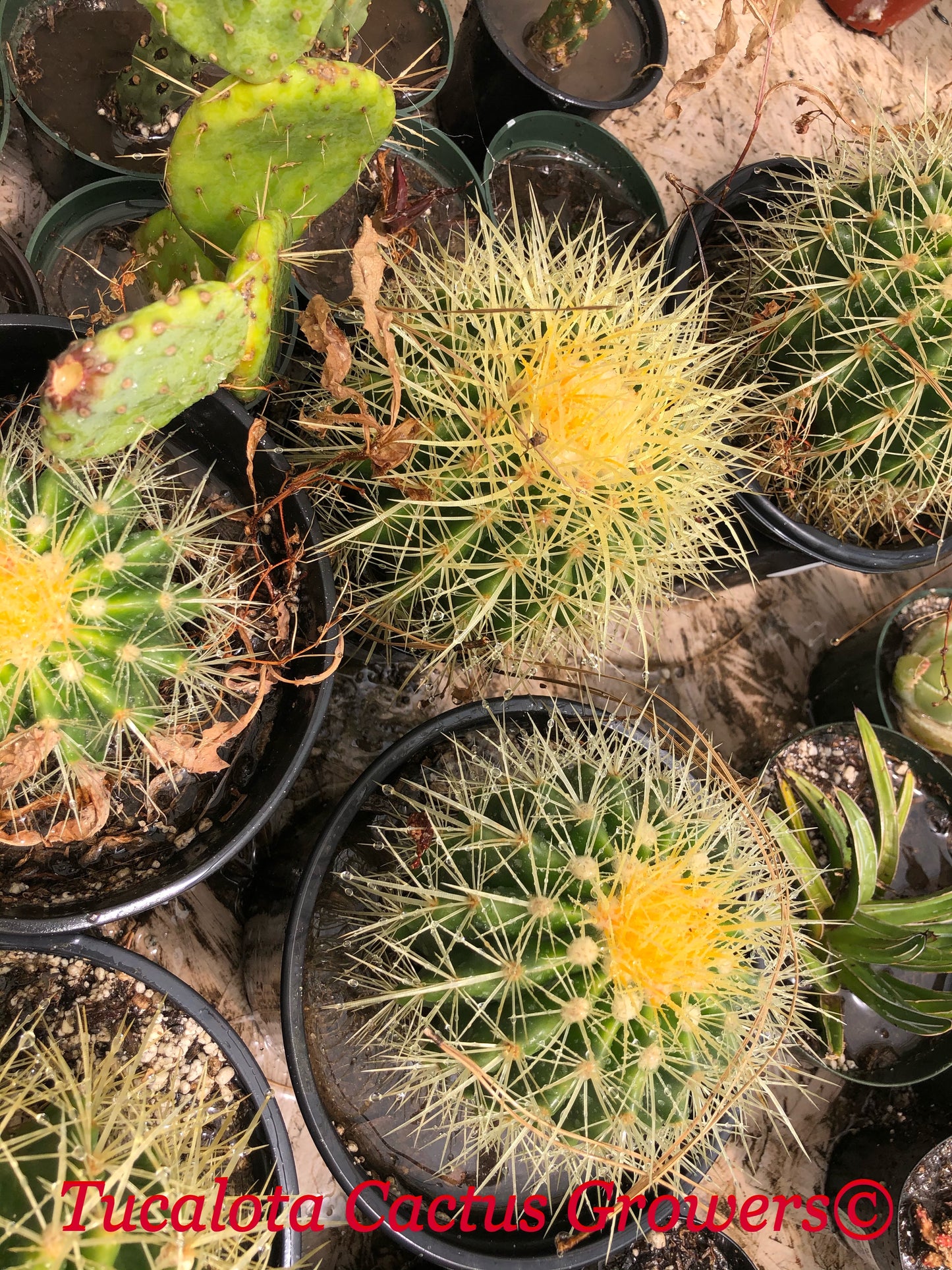 Echinocactus grusonii Golden Barrel 5"Wide