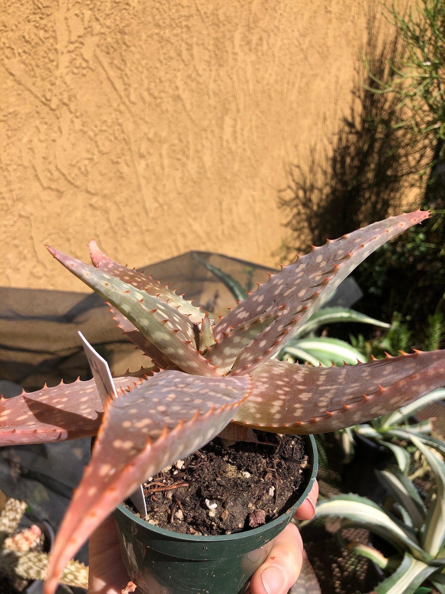 Aloe swynnertonii 9"Wide #4W