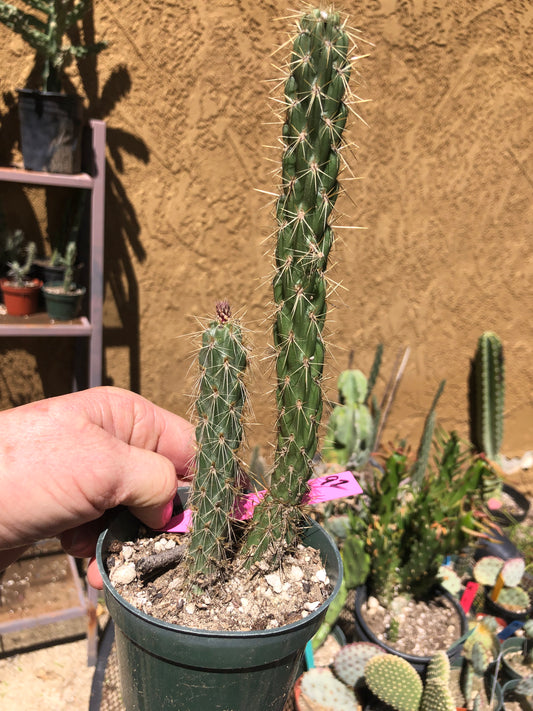 Cholla Cylindropuntia Imbricata Buckhorn 9"Tall #92P