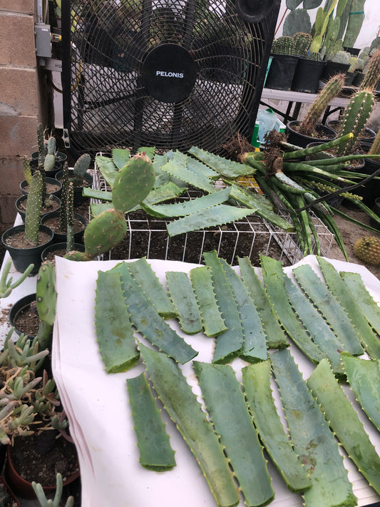 Aloe arborescens leaves 14oz Taken from 10yr Plant Sent out Fresh