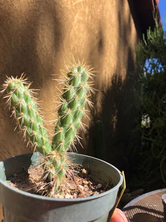 Cylindropuntia imbricata Buckhorn Cholla 4”Tall #44Y