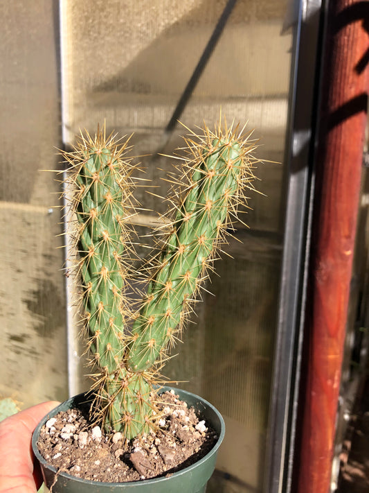 Cholla Cylindropuntia  Buckhorn 6”T #6W