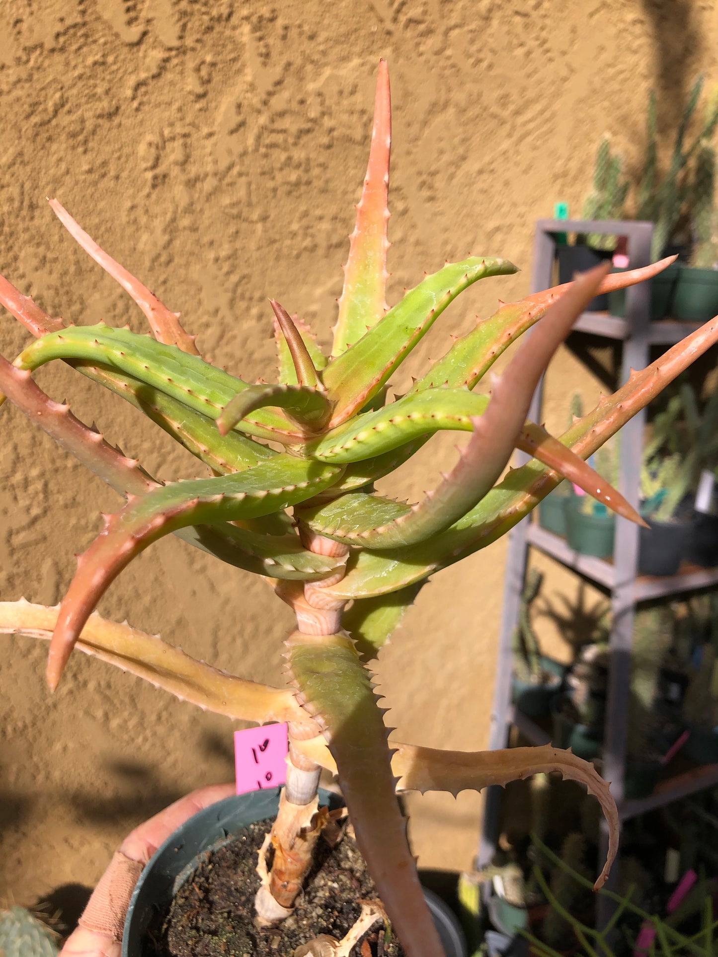 Aloe congolensis Congo Hybrid Succulent 10”Tall 7"Wide #10P