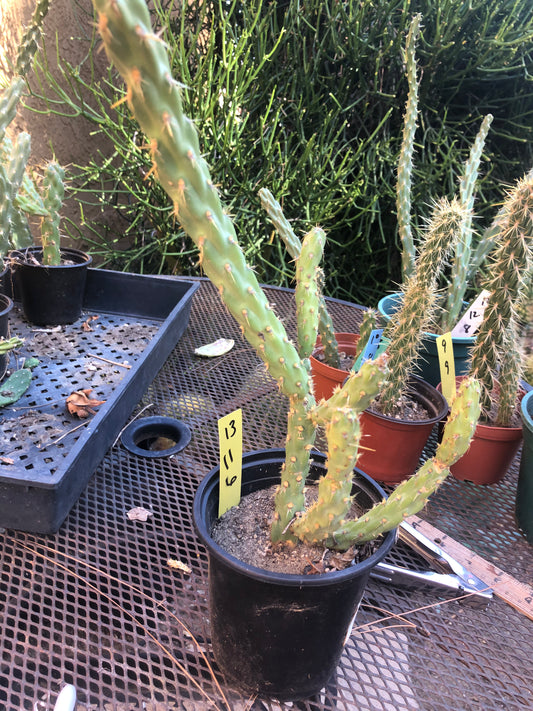 Cylindropuntia imbricata Buckhorn Cholla 11”T #13Y