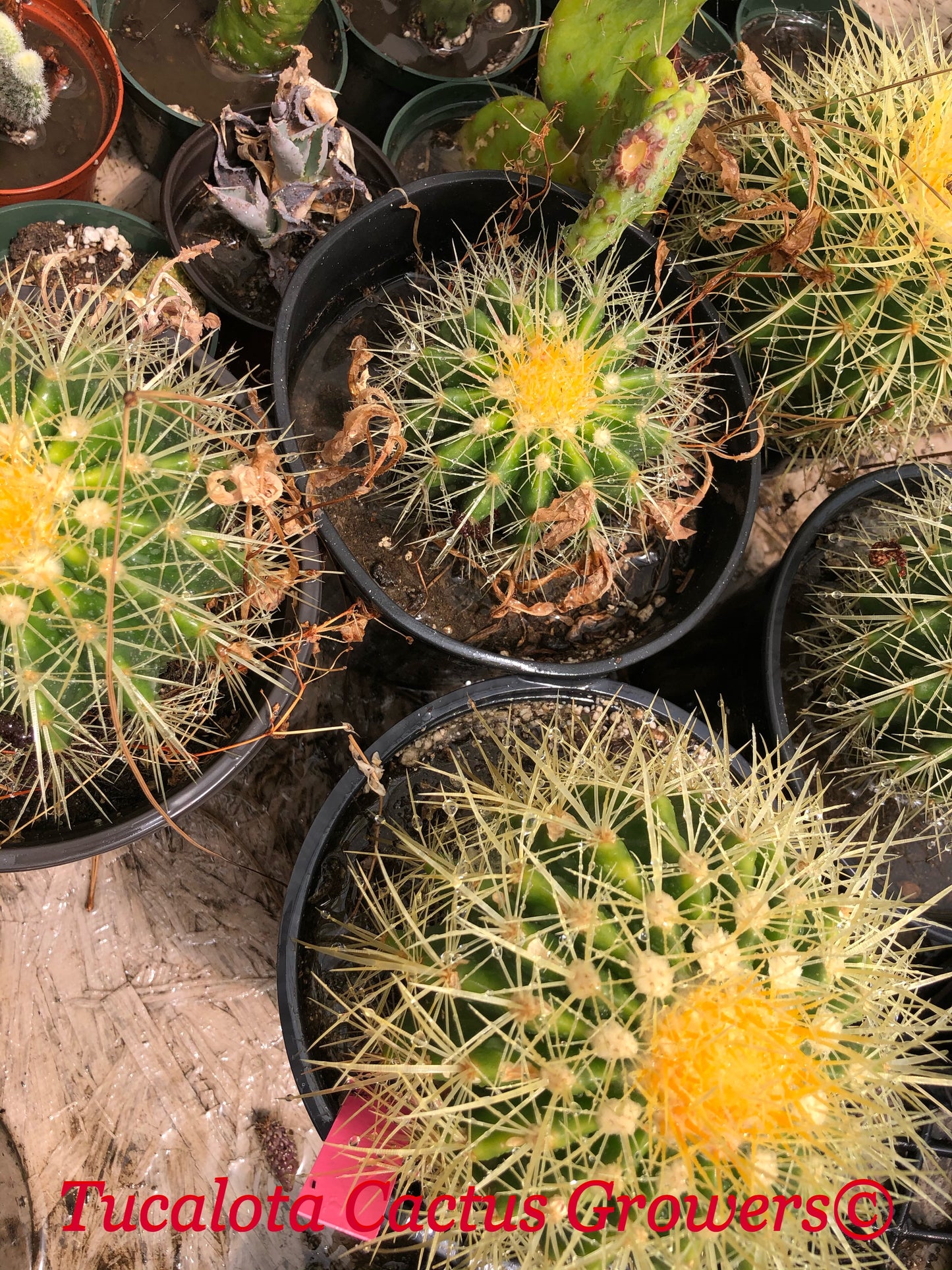 Echinocactus grusonii Golden Barrel 5"Wide